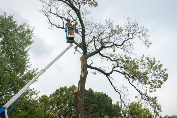 Best Hazardous Tree Removal  in Roselle Park, NJ