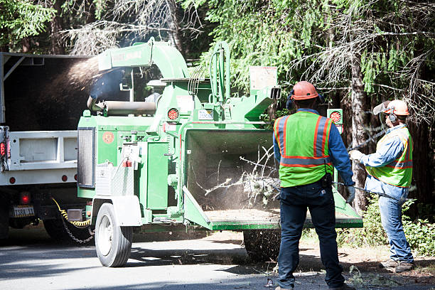 How Our Tree Care Process Works  in  Roselle Park, NJ