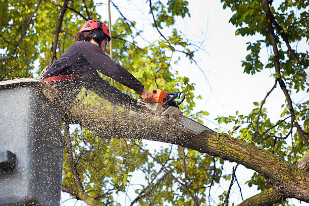 Best Arborist Consultation Services  in Roselle Park, NJ