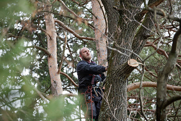 Roselle Park, NJ Tree Services Company